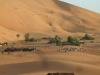 Camel Trekking Bivouac