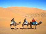 Sahara Camels Camp