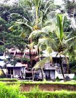 Uma Nandhi Ubud Natural Cottage