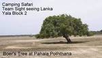 Yala Camping Safari Sightseeing Lanka