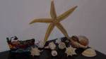 Sea Star