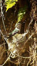 Cabinas El Quetzal