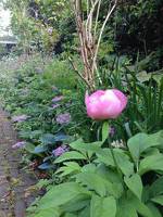 Bed And Breakfast De Oude Pastorie Sneek