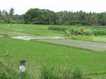 Pondok Saraswati Villas Ubud