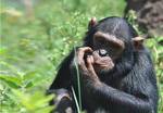 Ngamba Island Chimpanzee Sanctuary