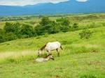 Finca Los Caballos